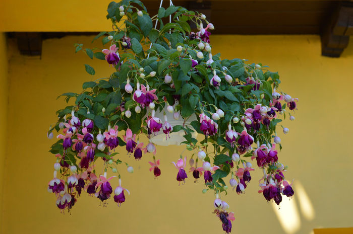 DSC_0030 (2)