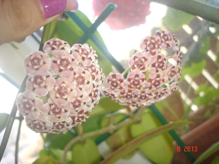 DSC08222 - Hoya Meliflua