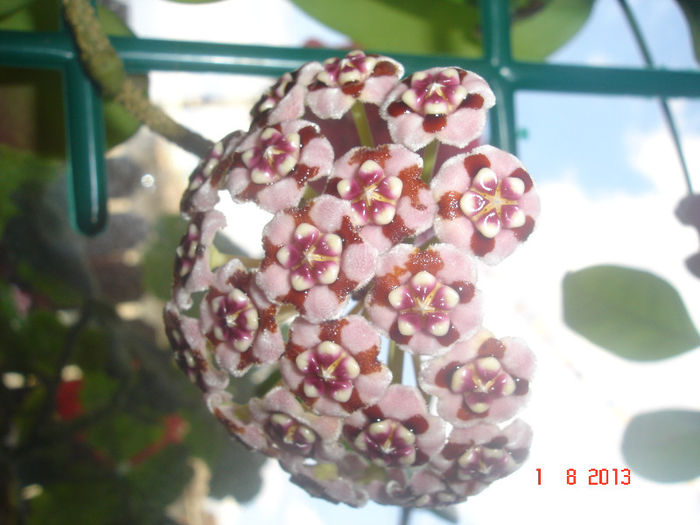 DSC08224 - Hoya Meliflua