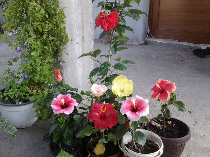 12.08 - hibiscusi 2013-2