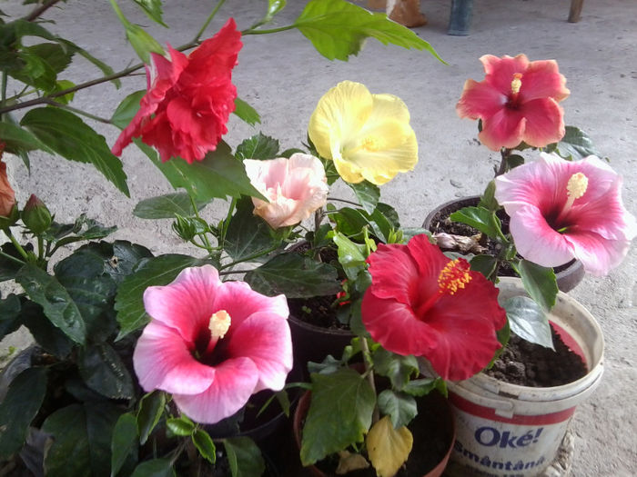 Fotografie5630 - hibiscusi 2013-2