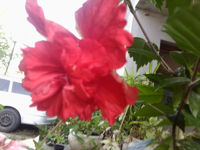 Fotografie5639 - hibiscusi 2013-2