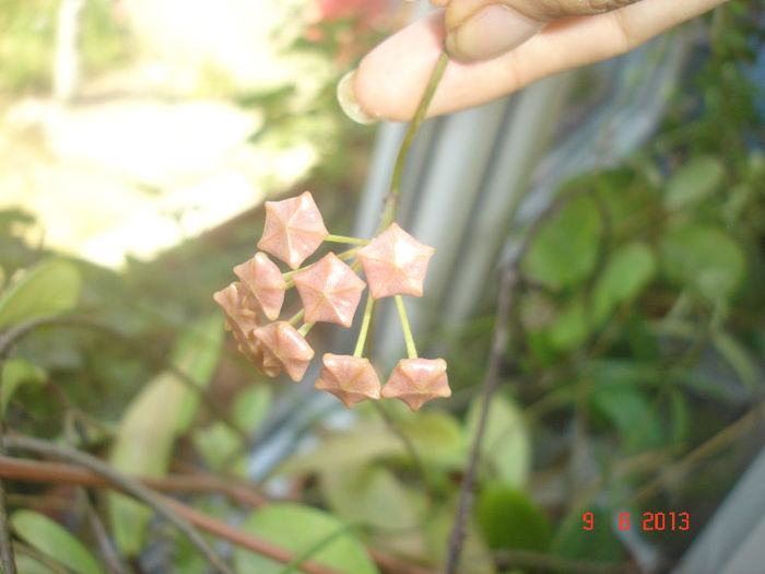 DSC08317 - Hoya Benguetensis - pierduta