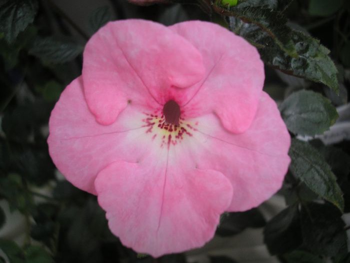 Apple Blossom