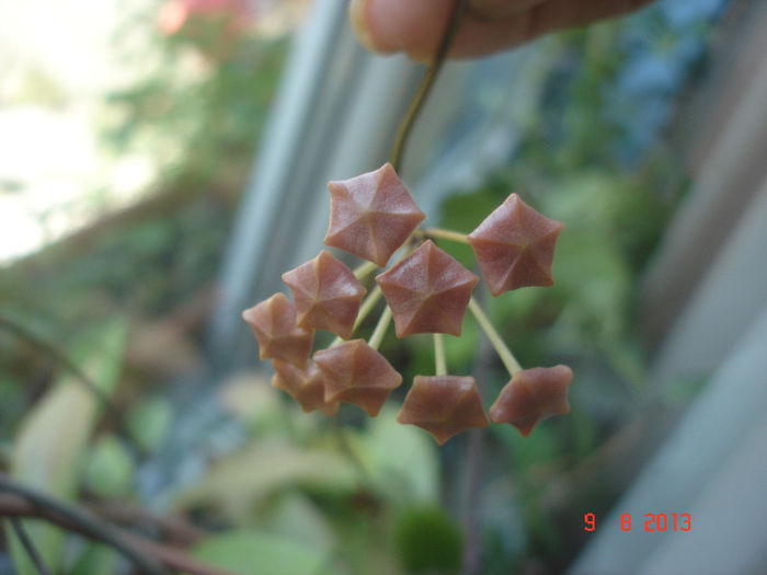 DSC08318 - Hoya Benguetensis - pierduta