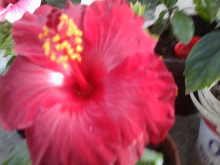 Fotografie5643 - hibiscusi 2013-2