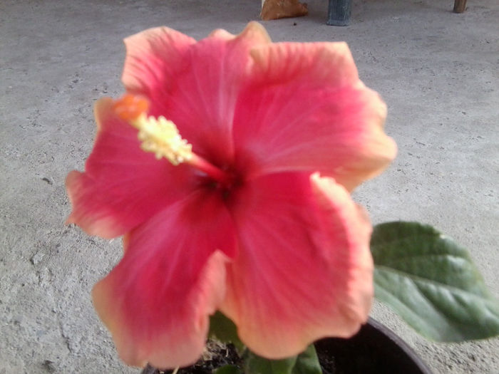 Fotografie5657 - hibiscusi 2013-2