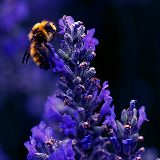 1 - SAPUN NATURAL-LAVENDER-CITRUS and ELDERBERRY