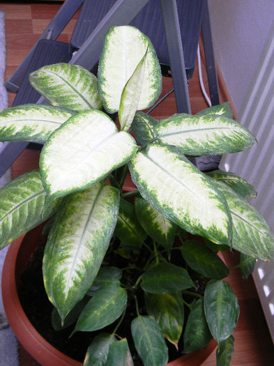 DSCN6866; DIEFFENBACHIA PICTA CAMILLA
