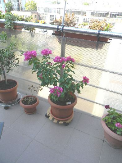 DSCN6839; BOUNGAINVILLEA VERA DEEP PURPLE FLOARE DE HARTIE BORDO INCHIS
