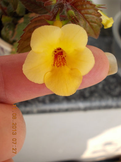 12 august 2013-flori 005