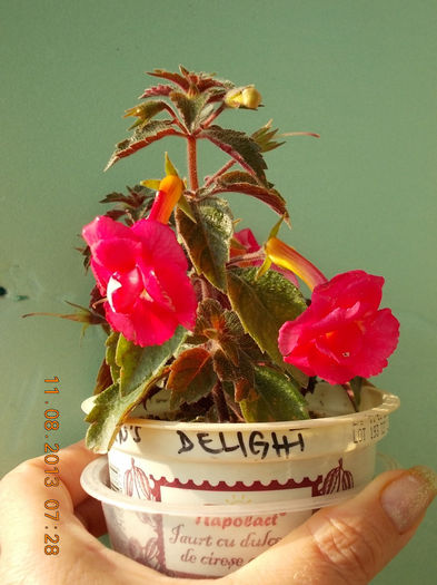 12 august 2013-flori 015