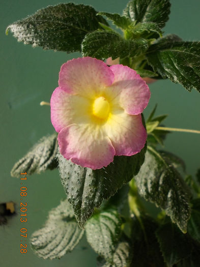 12 august 2013-flori 018 - achimenes