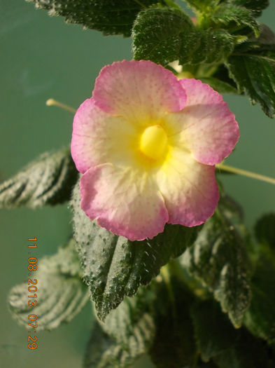 12 august 2013-flori 020