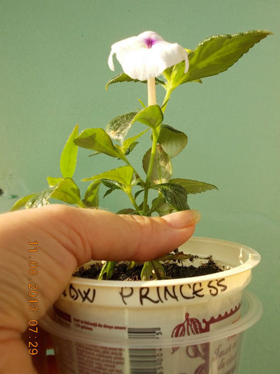 12 august 2013-flori 021