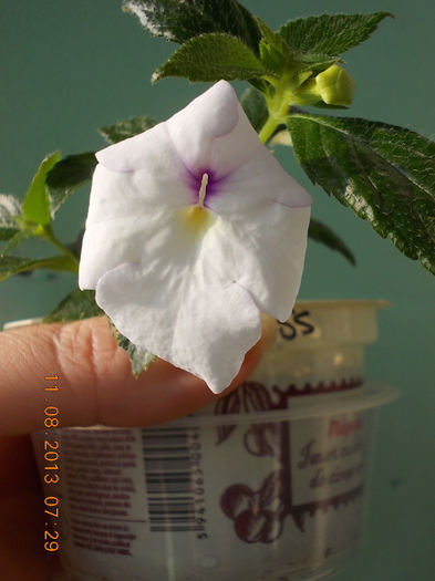12 august 2013-flori 024 - achimenes