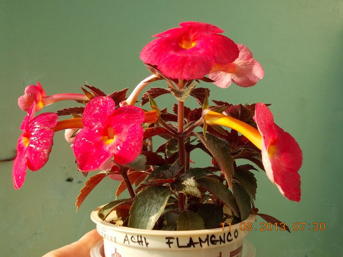 12 august 2013-flori 025