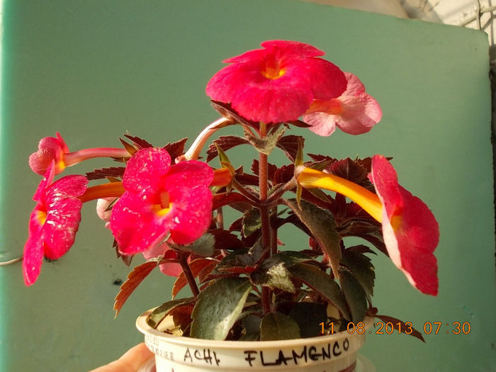 12 august 2013-flori 027