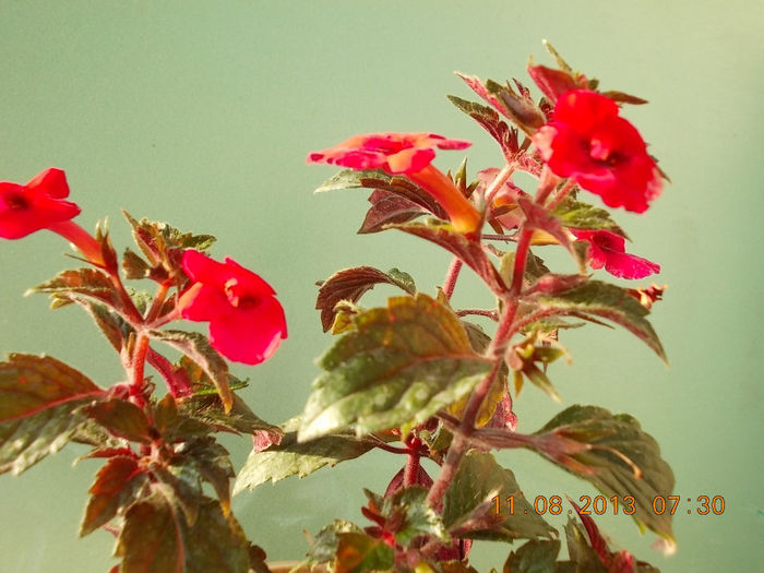 12 august 2013-flori 029