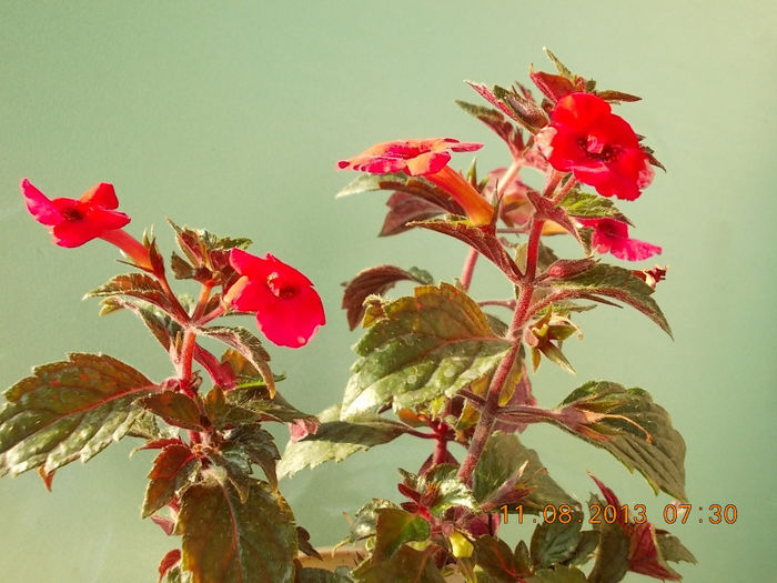 12 august 2013-flori 031