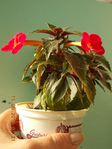 12 august 2013-flori 035 - achimenes