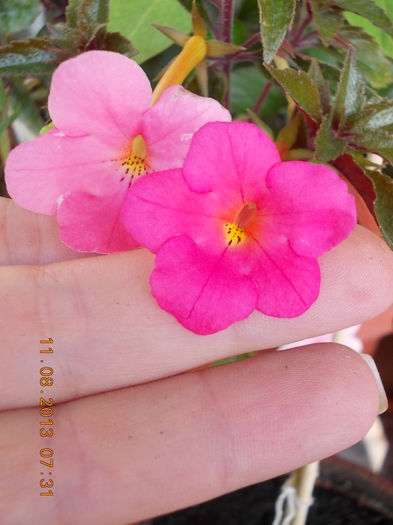 12 august 2013-flori 036