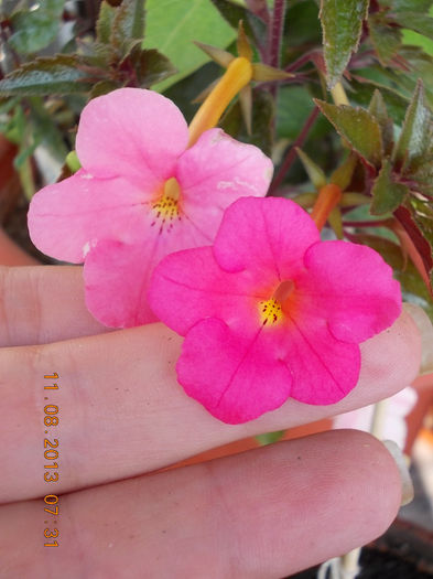 12 august 2013-flori 038