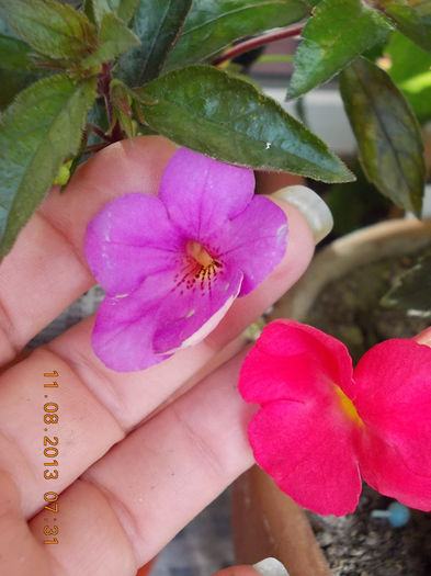 12 august 2013-flori 039