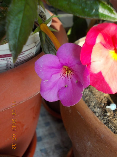 12 august 2013-flori 041