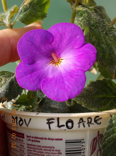 mov floare mica  ???