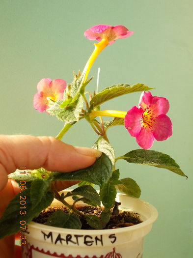 12 august 2013-flori 047