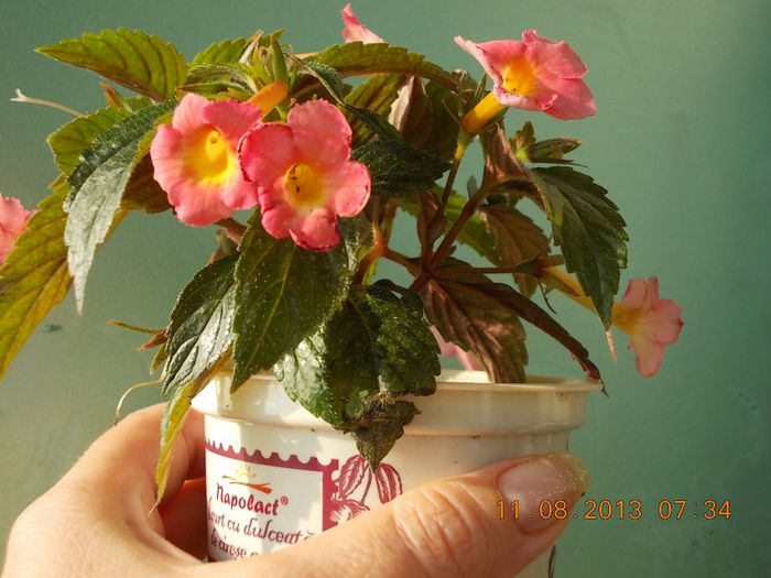 12 august 2013-flori 048 - achimenes