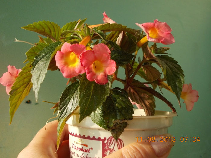 12 august 2013-flori 049 - achimenes