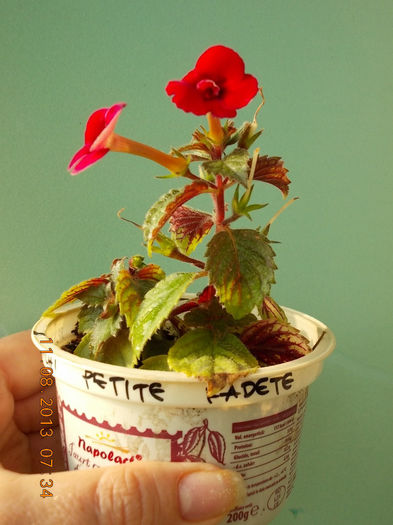 12 august 2013-flori 052