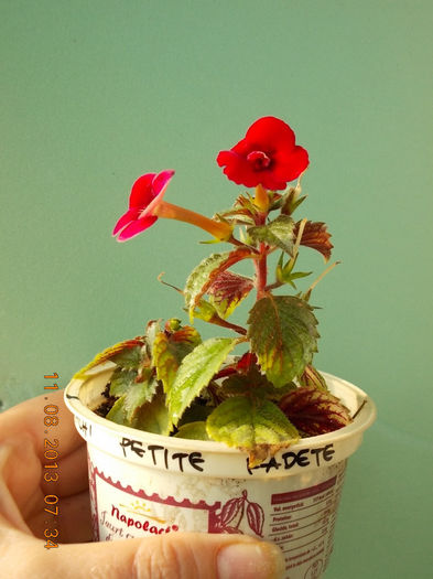 12 august 2013-flori 054