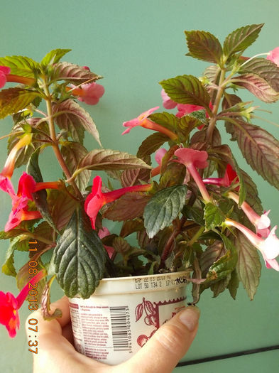 12 august 2013-flori 074