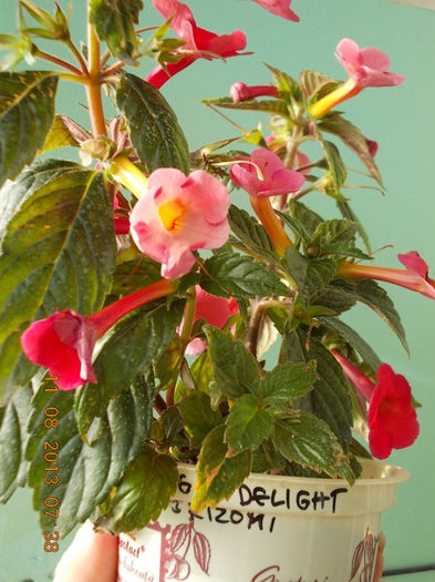 12 august 2013-flori 077