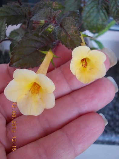 12 august 2013-flori 151