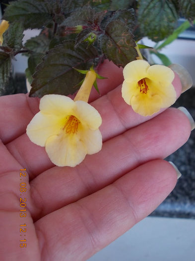 12 august 2013-flori 153