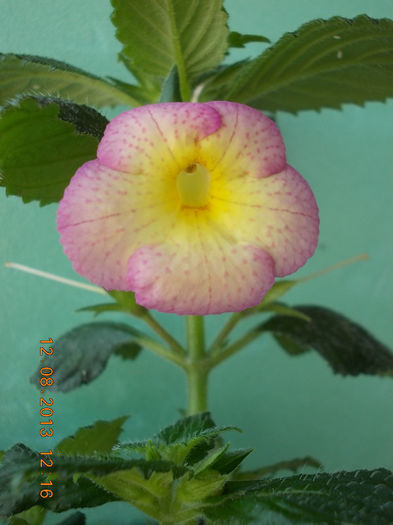 12 august 2013-flori 160