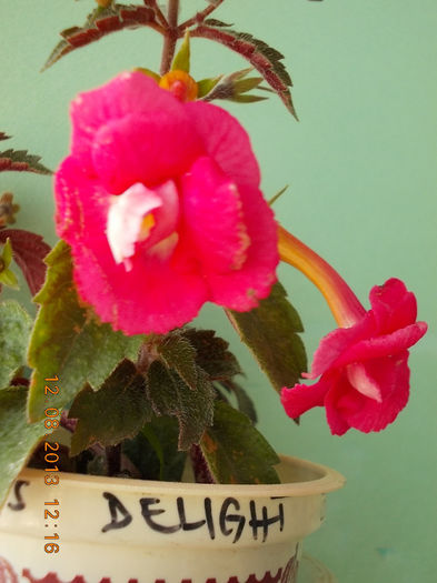 12 august 2013-flori 161