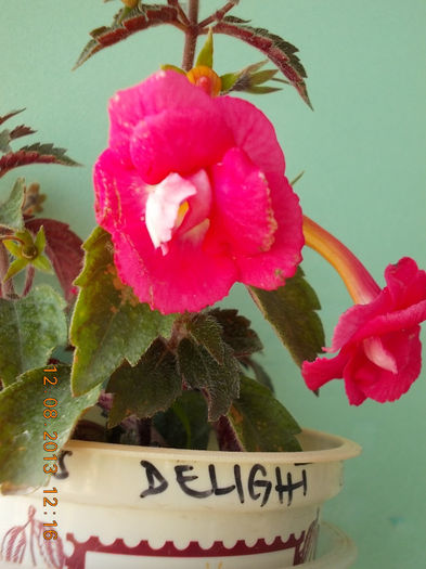 12 august 2013-flori 163