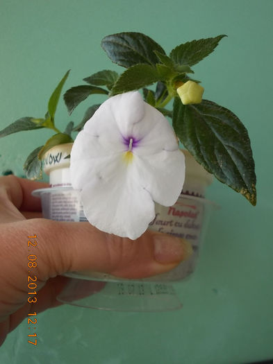 12 august 2013-flori 167