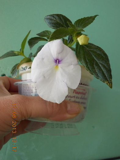 12 august 2013-flori 168 - achimenes