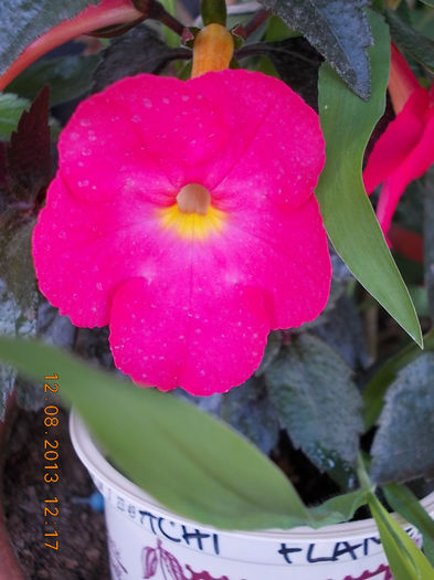 12 august 2013-flori 172 - achimenes