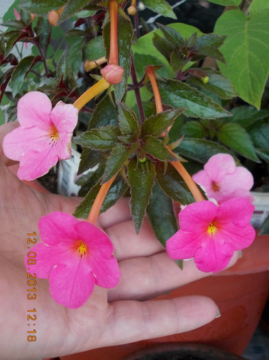 12 august 2013-flori 177