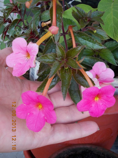 12 august 2013-flori 179