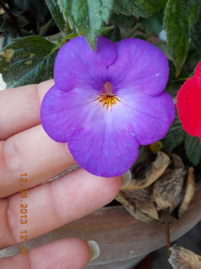 12 august 2013-flori 192