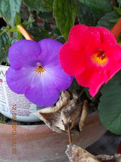 12 august 2013-flori 195