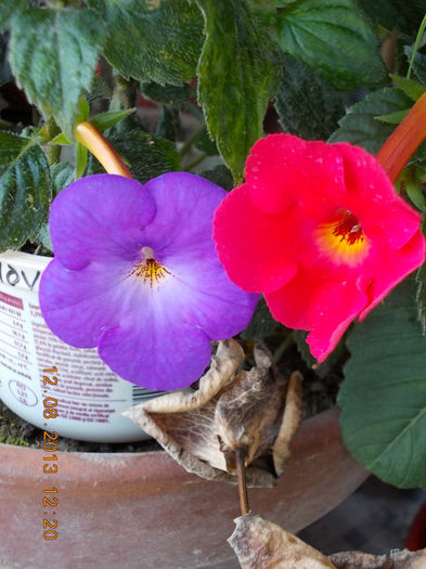 mov fl mica+flamenco - achimenes